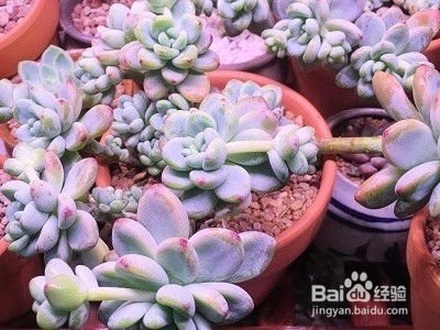 将多肉法师侧芽怎么处理拆分为一个双