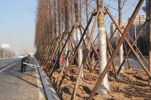 遮荫棚与局部喷雾