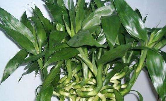 富贵竹营养液怎么做？用这3招