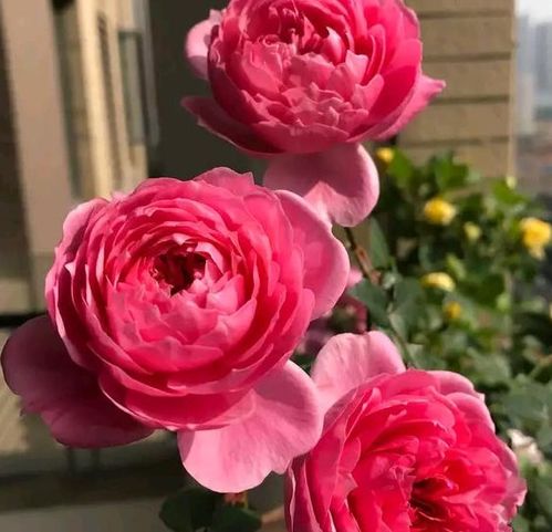 修剪和造型， 月季的“美容师”