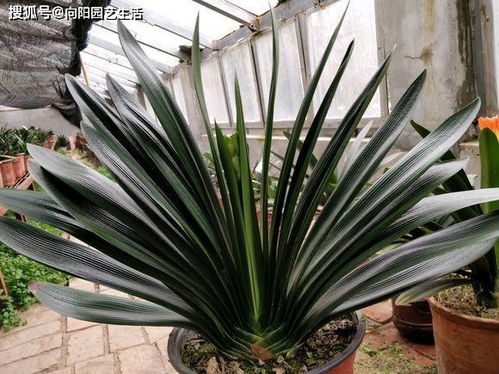 君子兰的四季养护