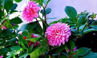 大丽花四季浇水技巧：畜牧养殖必备知识