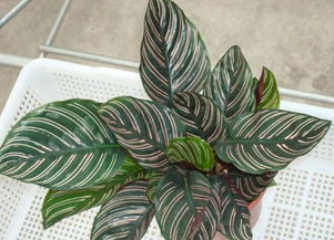 浇水时间有讲究