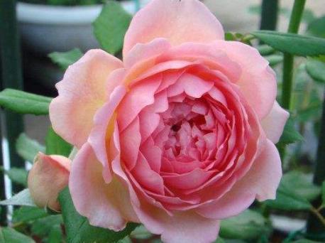 月季花大揭秘：安利9款月季花真的那么好吗？