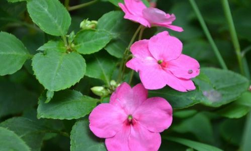 凤仙花自弹力传播种子， 果实裂开种子跳出去