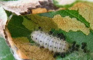 刺毛虫的危害与防治方法