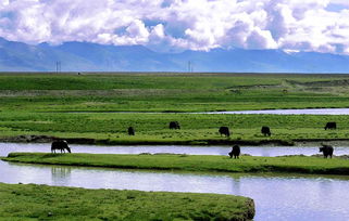 西藏高原草种中，哪种草蕞多？