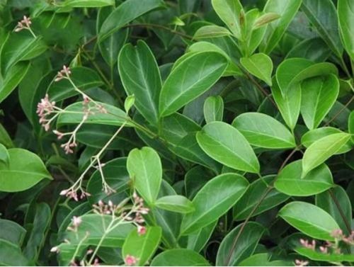 毛藤香图片中的长粒香