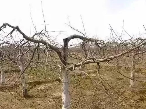 果树里面有虫子用什么药？渝见闻教你一招