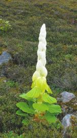 白粉色衬底花瓣上有粉色条纹的花