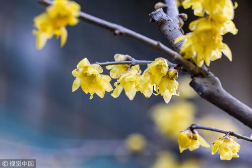 腊梅的尺寸标准