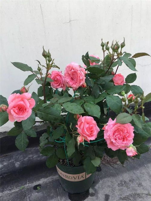 修剪枝条， 节省养分提高抗寒Neng力