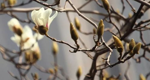 玉兰花树种子发芽慢，咋办？我来教你五步催芽法！