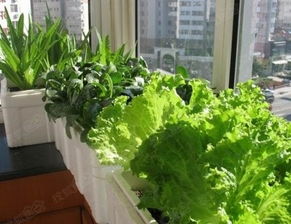 十四、 夏日蔬菜，多样选择