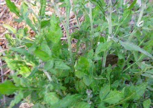 敌敌畏：小心使用， 杀虫也杀草