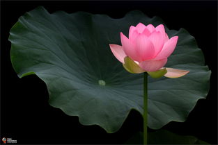 荷花，花中君子