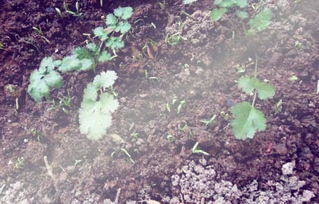 草本植物种植的土壤选择：别让钱白花