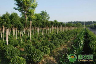 假活的苗木：如何判断苗木是否真正成活