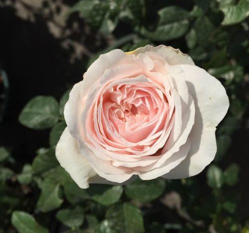 花期的奇妙之旅