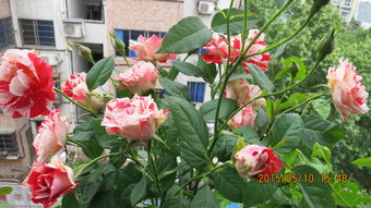 月季花， 美丽永恒