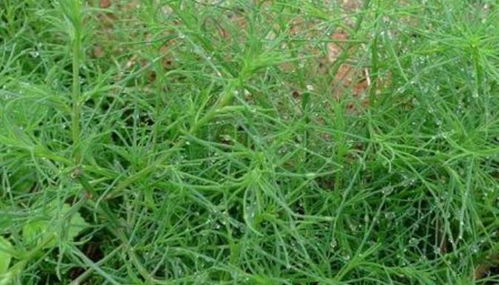 春季适合种植多种草籽