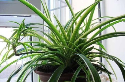 夜来香、百合花，这些花可别摆！