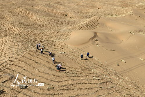 沙打旺：固沙速度惊人