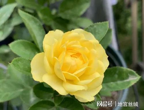 花草耐寒的奥秘