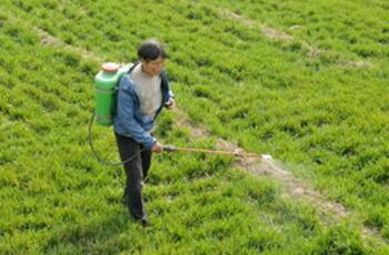 水稻Neng分解除草剂， 对生长影响不大