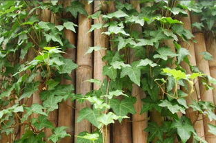 春天里的阳光与阴凉：常春藤的“阳光浴”技巧