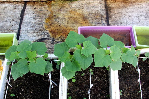 蔬菜种植周期短，经济效益高