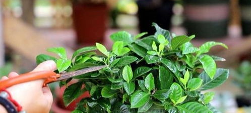 栀子花的修剪：一年几次才对呢？