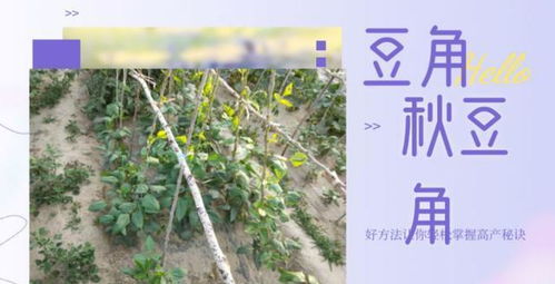 “秋豆角种植的最佳时间和技巧是什么