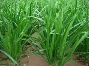 大棚种植与农药