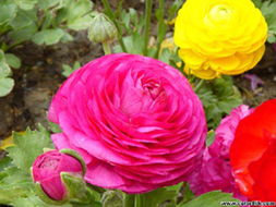 种啥花Neng赚大钱？快来听听老农民是怎么说的！