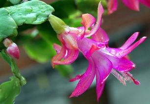 光照管理，像给蟹爪兰穿防晒衣