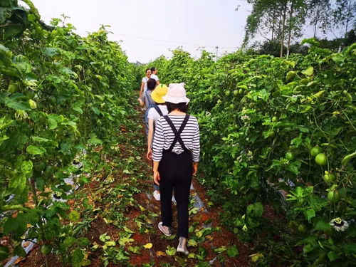 百香果的秘密：揭秘成熟季节与采摘技巧