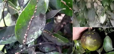 在田间放置性引诱板，吸引蛀虫和飞蛾来杀虫。诱捕并杀死雄蛾，使雌蛾不与雄蛾交配，其卵因未受精而不Neng发育。