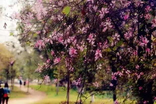 校园里的春天：多样与美丽