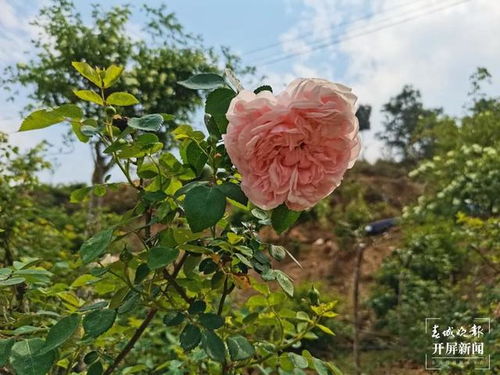 李淑斌在昆明深山为晋宁月季插芯片