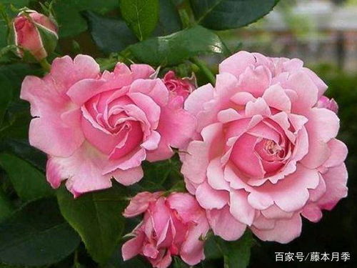 香水月季的传奇