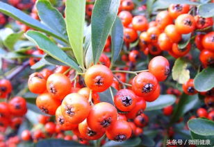 新手三大作死操作，堪堪你中了几条？