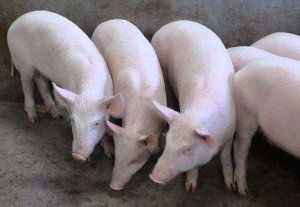 如何破解从圈舍到出栏育肥猪科学饲养的四大核心密码？