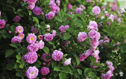 密刺蔷薇的生长特点