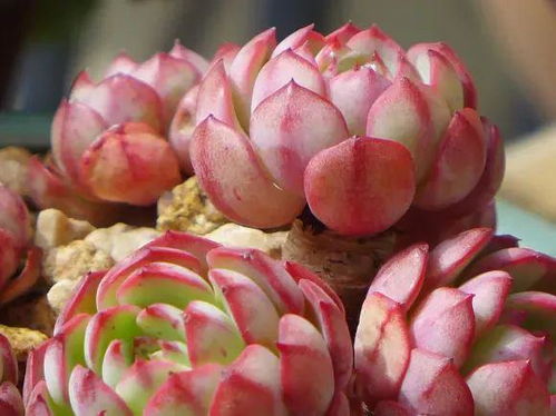 新手小白kan过来