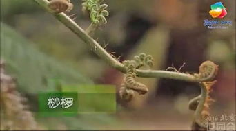 石松为何不属于蕨类植物？其独特的分类地位究竟有何依据