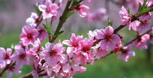 松红梅一年能开几次花呢？它的花期有什么特点