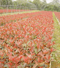 红叶石楠种植攻略