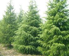 淘宝大揭秘：雪松价格究竟几何？