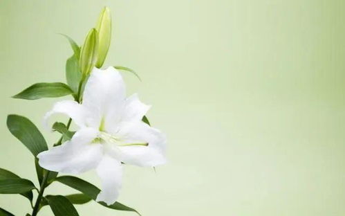 “以百合花为媒介，如何巧妙地表达我对你的深情之思和无限想念